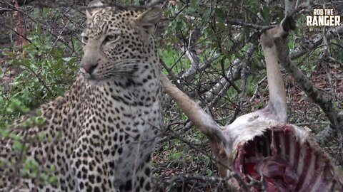 Leopard Family, Part 37 (Introduced By Nic Red)
