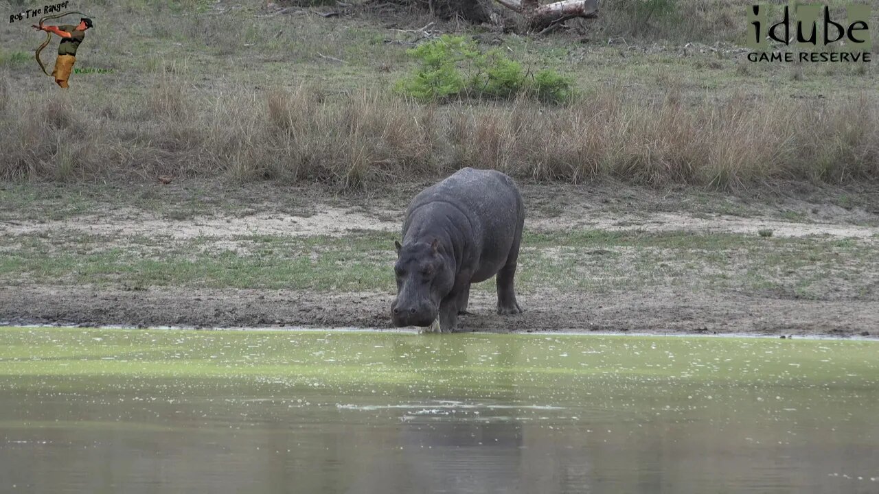 Hippo Getting Back In The Water