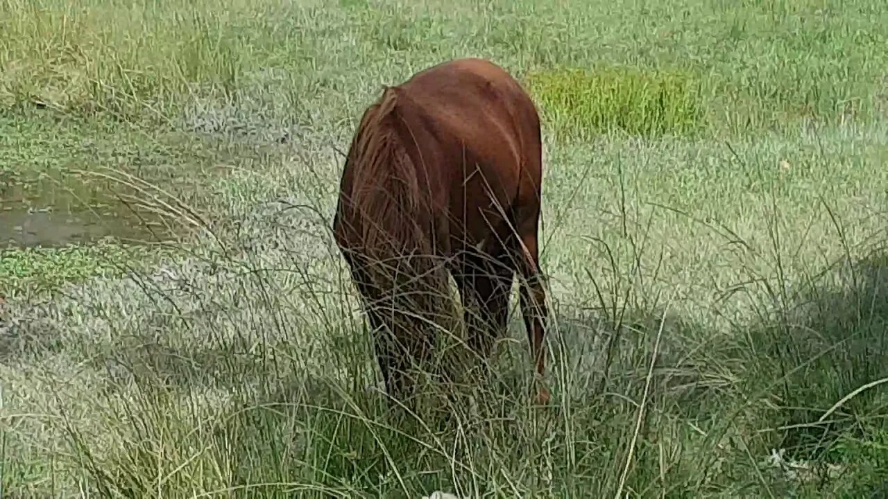 Tuppy enjoying the dam