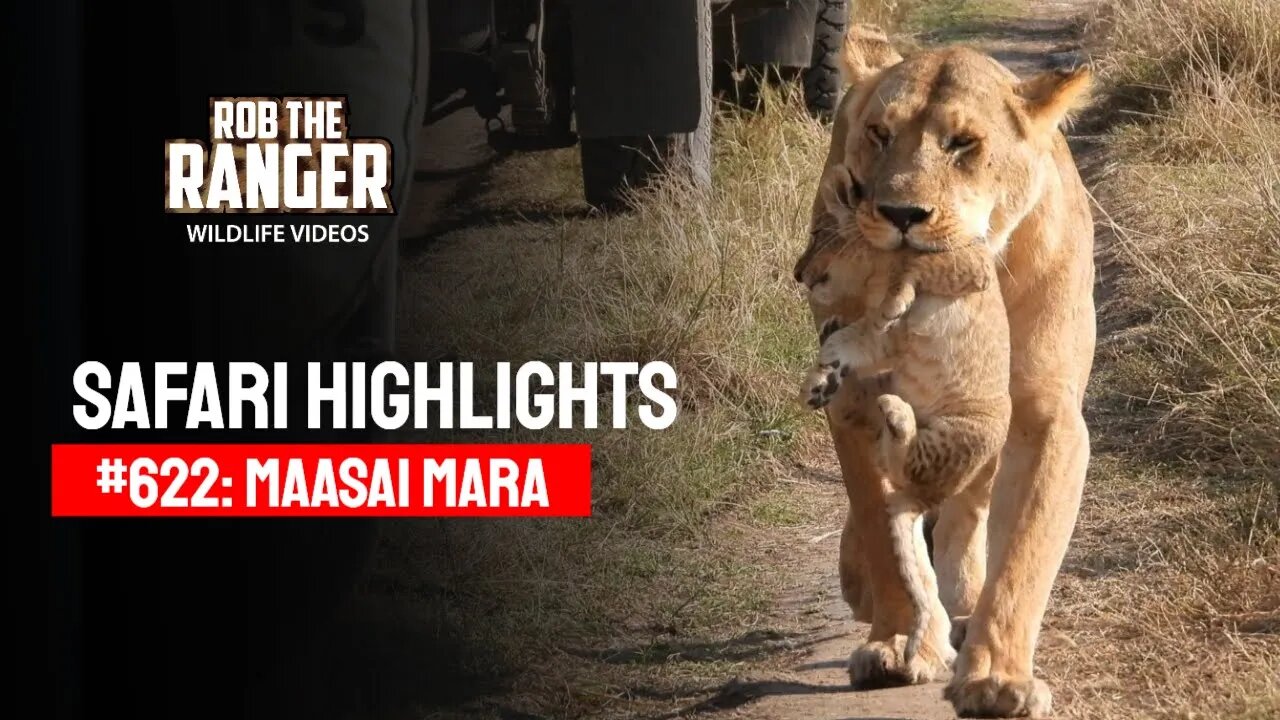 Safari Highlights #622: 29th August 2021 | Maasai Mara/Zebra Plains | Latest Wildlife Sightings