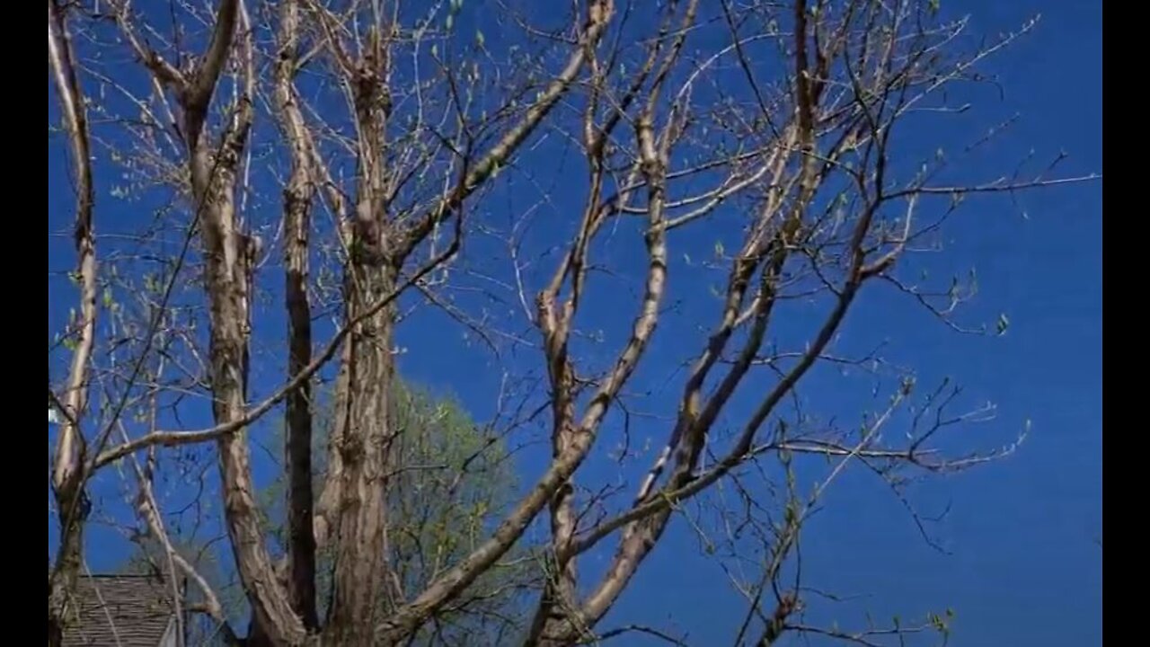 Pruning Chinese Fringetree or Chionanthus Retusus