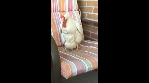 Have you ever seen a chicken lay an egg??