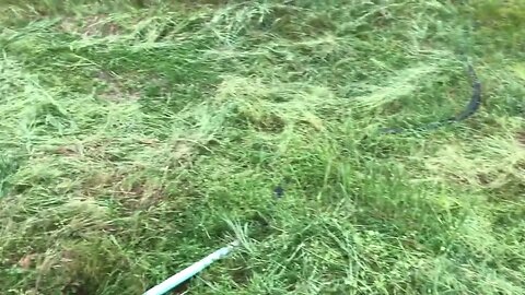 Incredible uses for long cut grass #permaculture