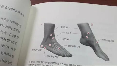 신발이 내몸을 망친다, 다니엘호웰, 아치, 평발, 스프링시스템, 복사뼈, 체중, 입각기,중족골,융기, 외부건, 성기보다 예민한 발, 발기형, 아치, 섹시한 하이힐, 정장신발,발뼈