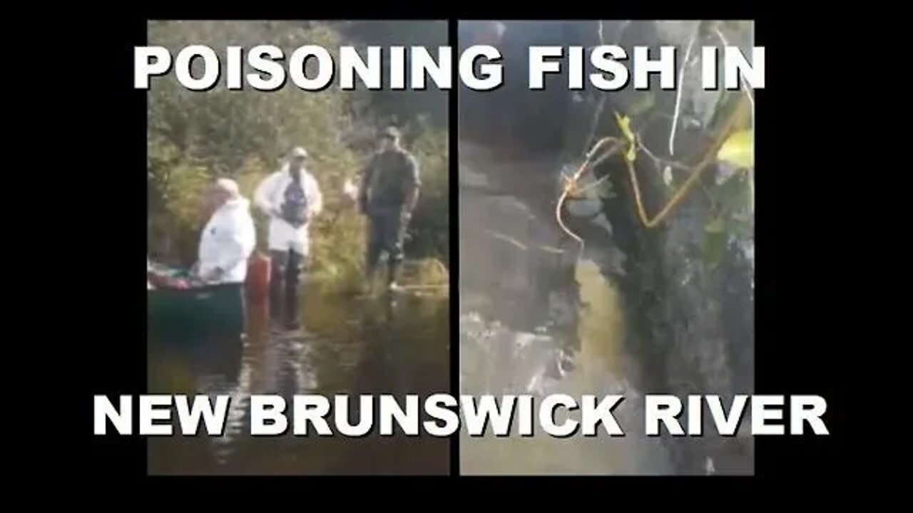 The Video Everyone is Talking About from New Brunswick, Canada...