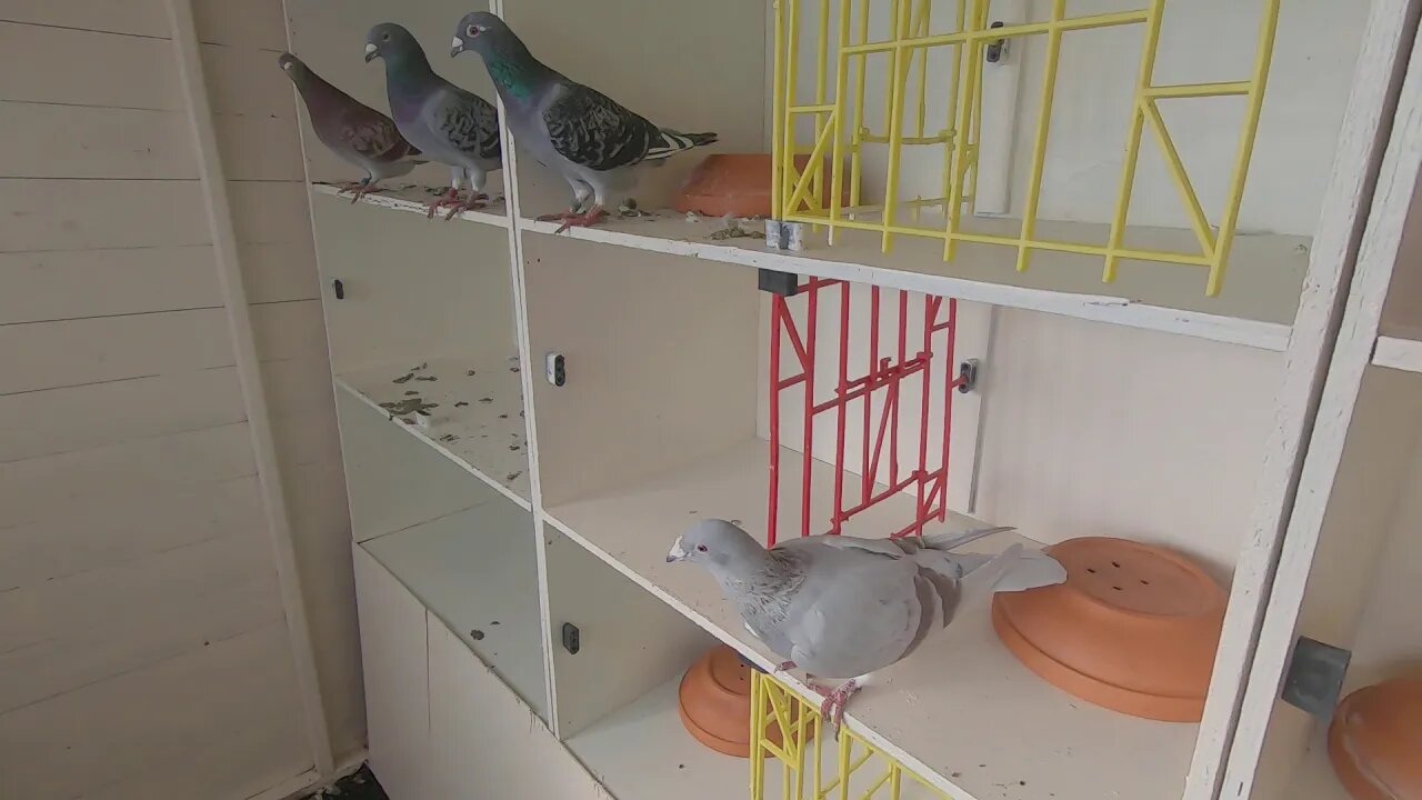 Andy gilpin racing pigeons .