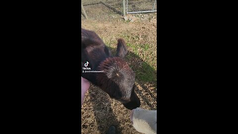 Heifers being petted.