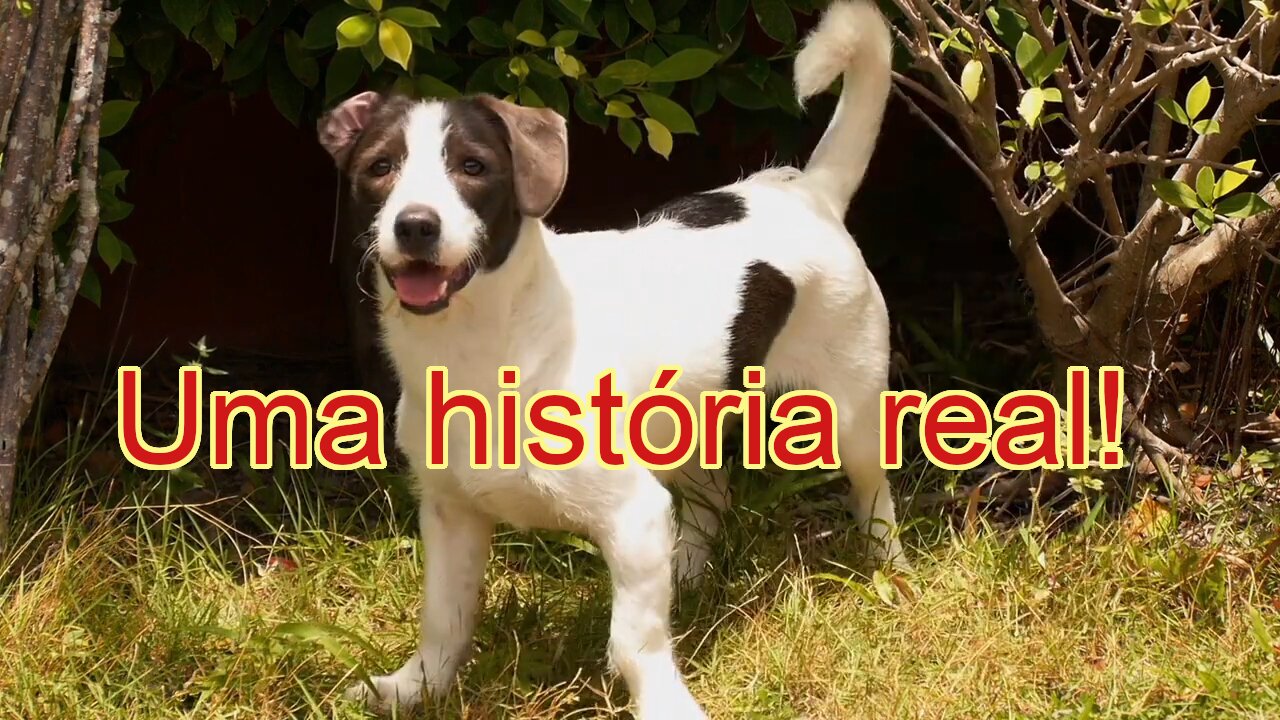 A história emocionante dos 11 cachorros de Dona Rosa: amor e compaixão transformando vidas