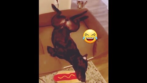 Cat and dog funny video