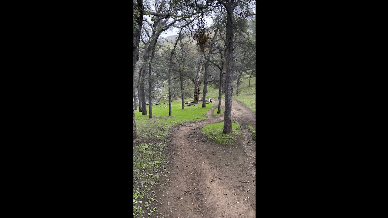 Walking in the Forest of Round Valley