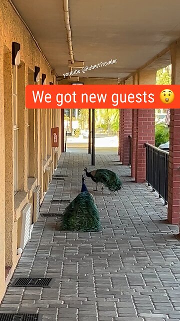 What does your language call this animal? #animals