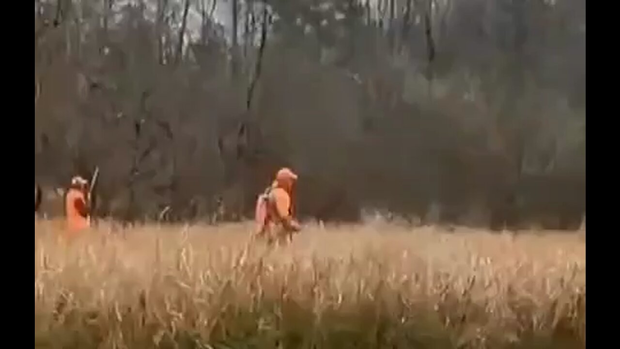 Pheasant Hunting