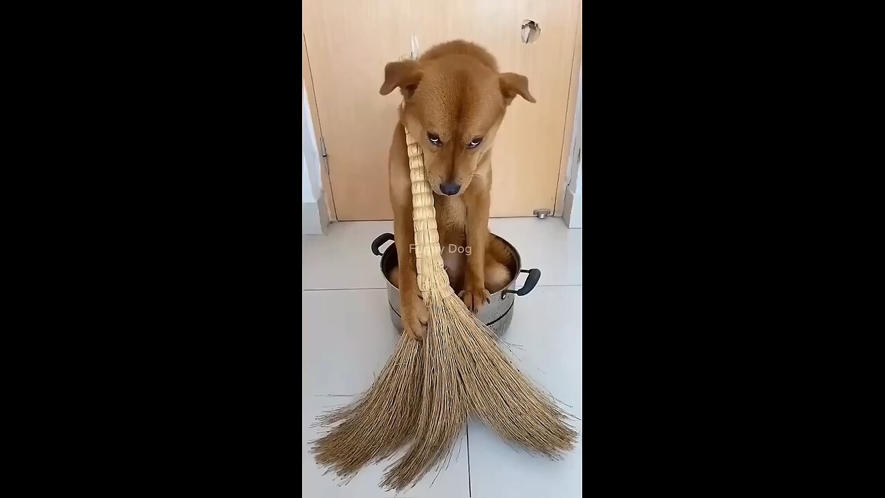 so cute Dogo😘😘😘 #doglover #animalfunnyvideo #viral
