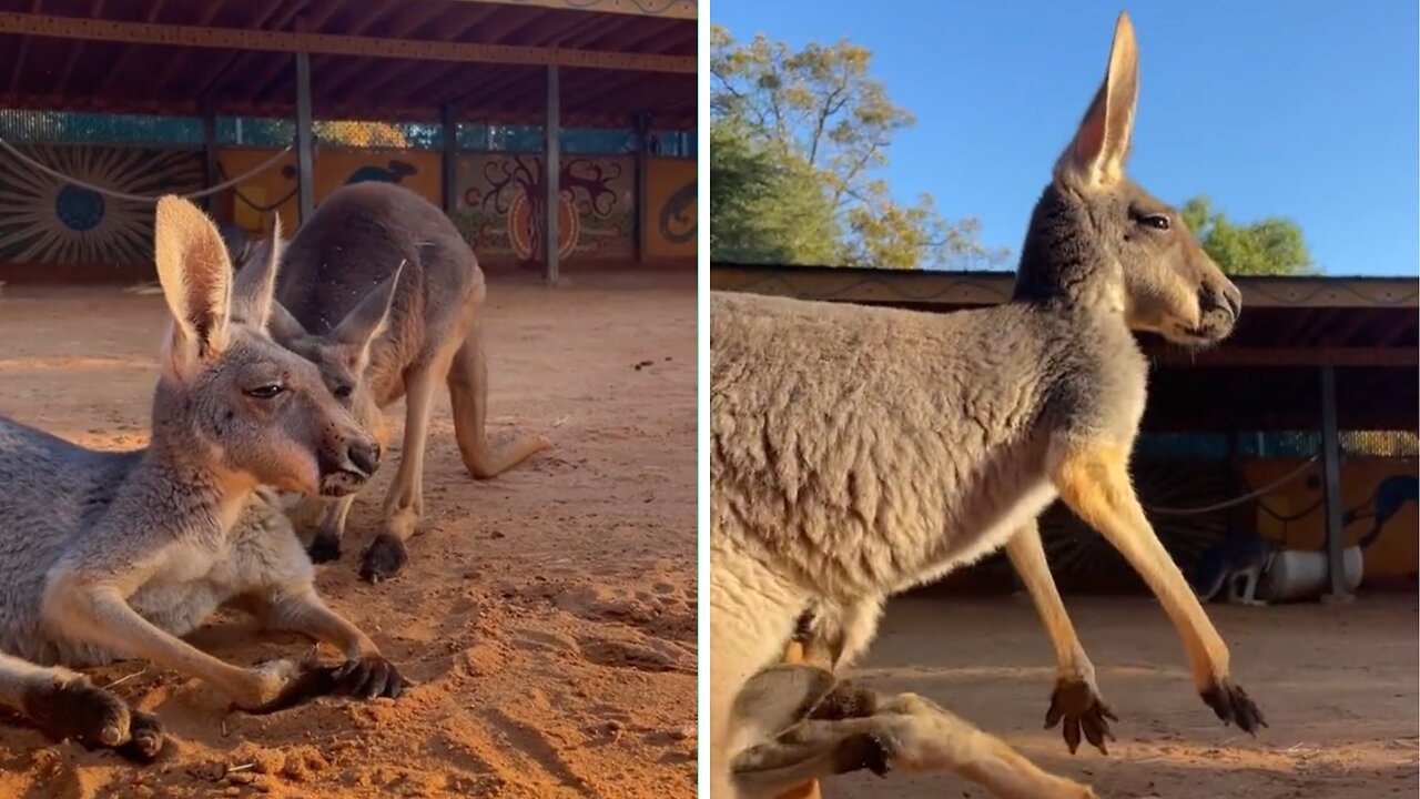 This Kangoroo is having none of Typhoon’s nonsense today 🤣🤣🤣