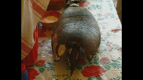 Mexicans Make Armadillo Burritos