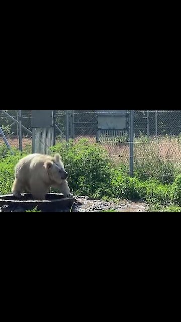 Bear splashes water just like a little kid