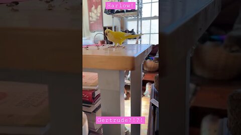 Guard dog fail?!? #love #dog #puppy #happy #shortsvideo #amazing #viral #garden #princess