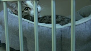 Hamburg Police & Ten Lives Club help two kittens