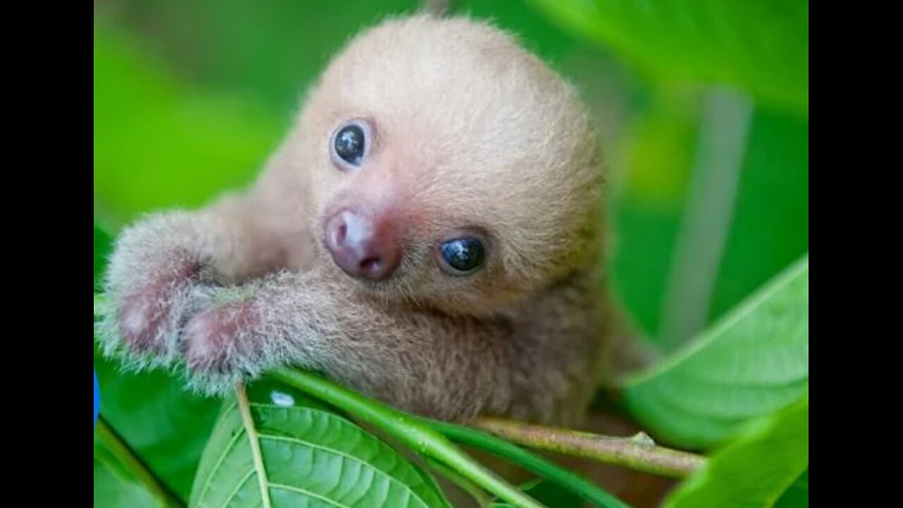 Baby Sloths Being Sloths - FUNNIEST, CUTEST Compilation