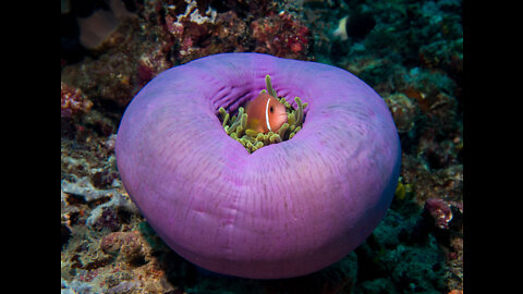 Scuba Diving in the Maldives; what you may see! (Volume 2 of 3)