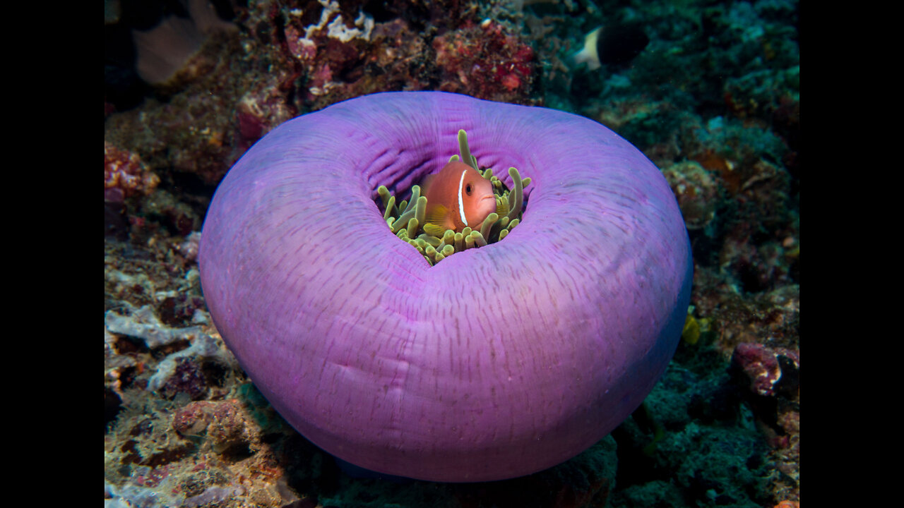 Scuba Diving in the Maldives; what you may see! (Volume 2 of 3)