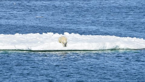 Polar Bears Are Swimming Themselves To Death As Sea Ice Melts