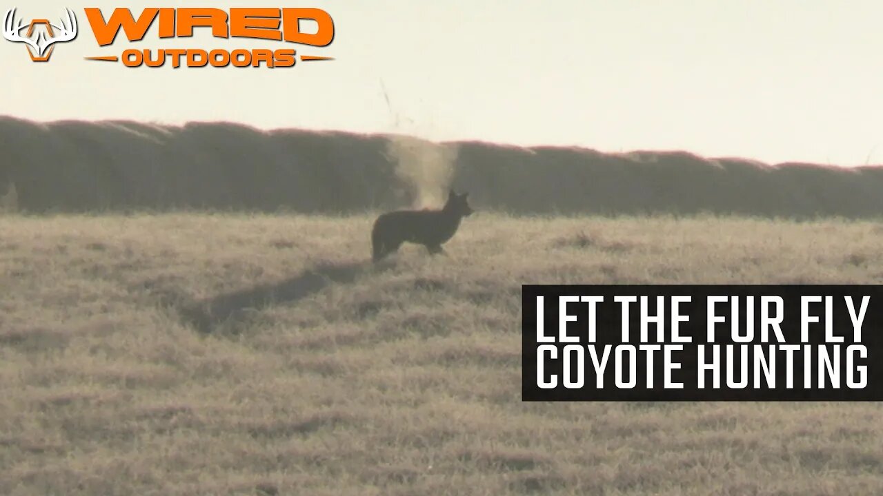 Let The Fur Fly Coyote Hunting