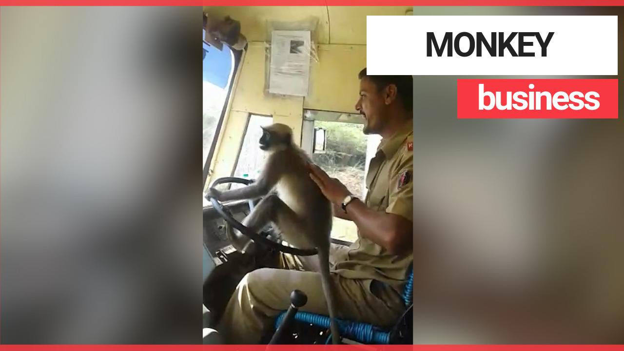 Bus driver investigated after letting monkey take the wheel of bus