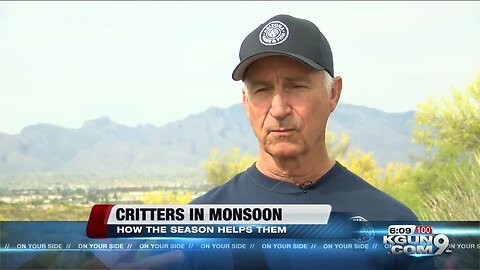 Why Southern Arizona wildlife looks forward to monsoon