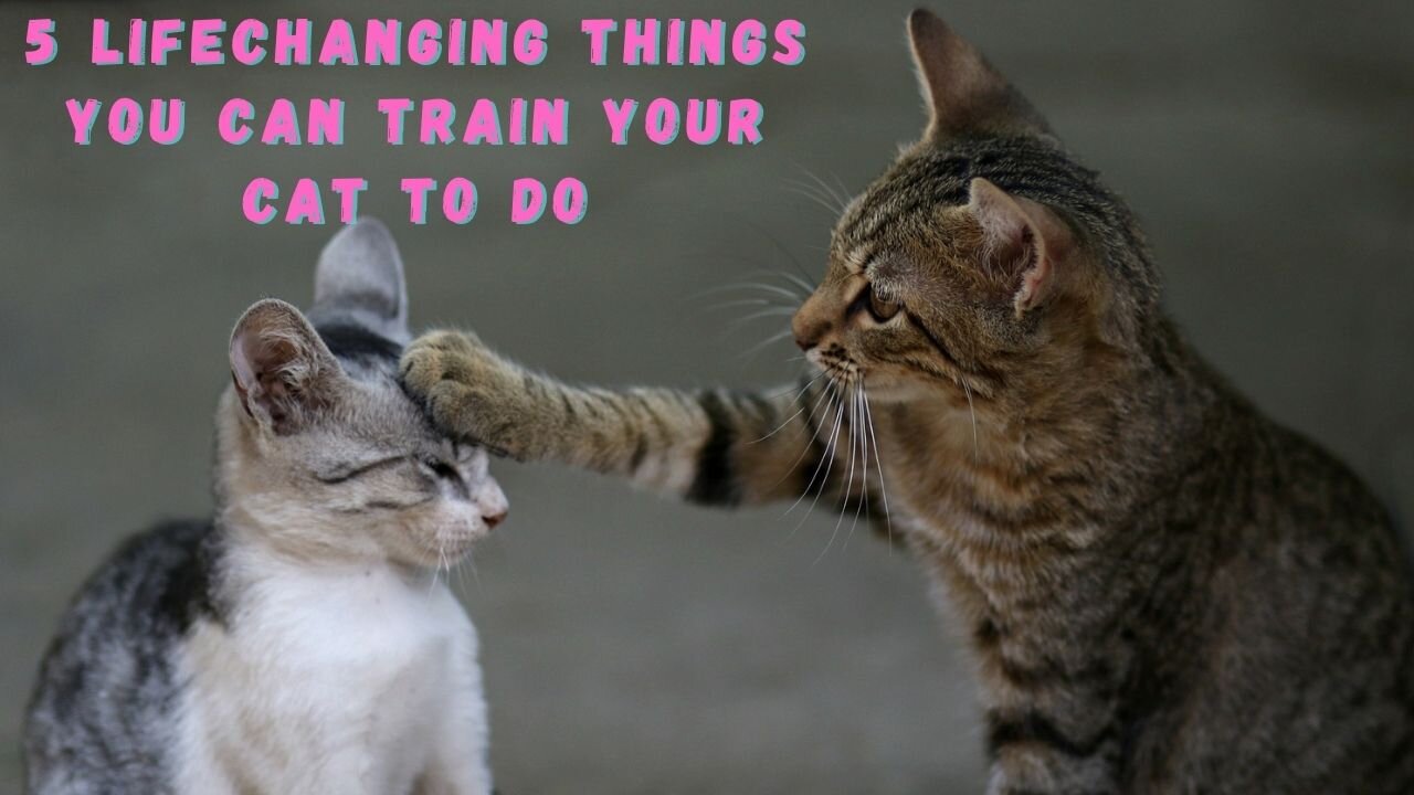 How to Train a Cat to Do 5 Things That Will CHANGE Your Life