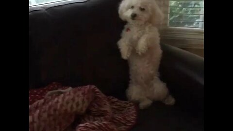 MANNEQUIN CHALLENGE - *DOG EDITION*