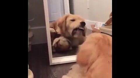 Dog plays in mirror