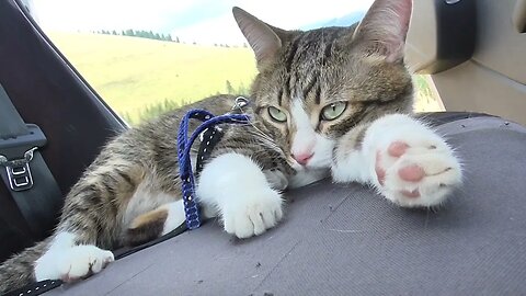 Little Cat Sits in the Car