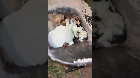 Garden update trying to survive inflation