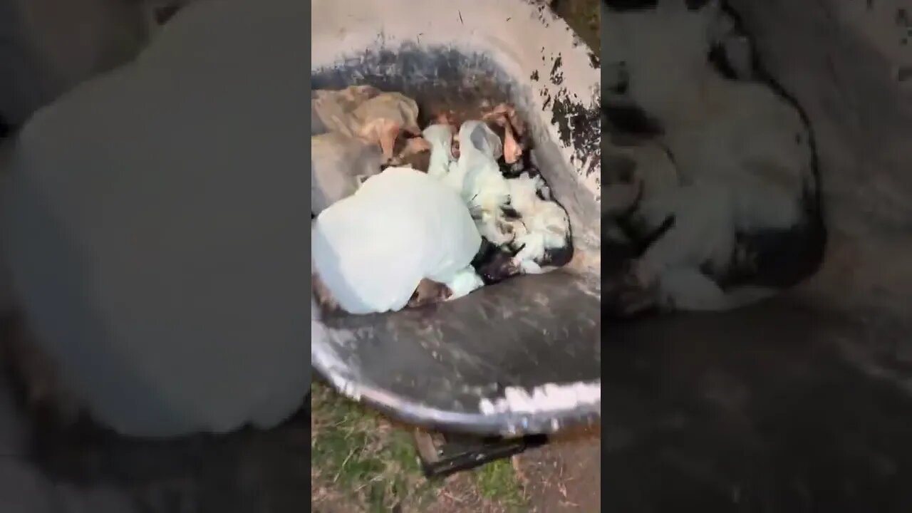 Garden update trying to survive inflation