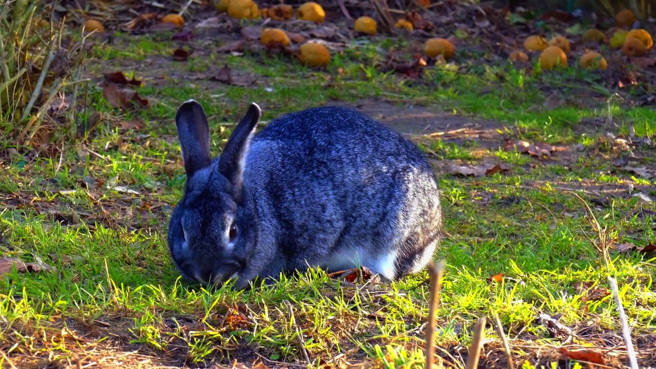 Cute Bunny in the Grasslands