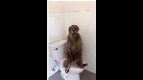 Monkey forgot to Lock the door in TOILET