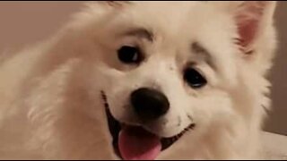 Criança desenha sobrancelhas em cachorro!