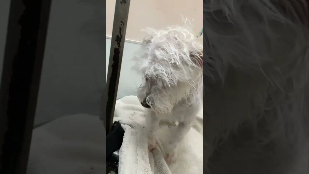 Sweetest Schnauzer Puppy Groom!