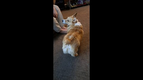 Corgi shakedown