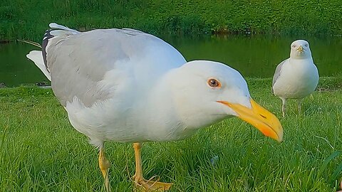 Girlfriend, This Time the LARGE European Herring Gull Brought His Girlfriend Along