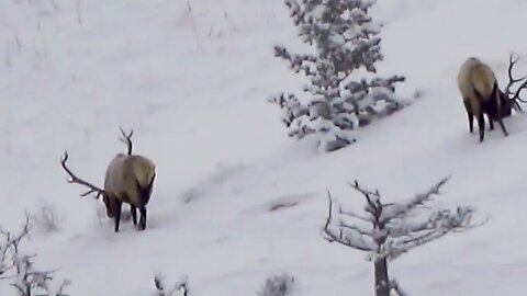 Winter Range GIANT--MONSTER BULL ELK!