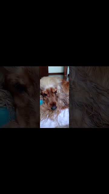 #dogshow, #amimals, #dogs, #shorts