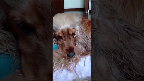 #dogshow, #amimals, #dogs, #shorts
