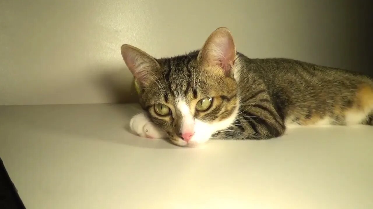 Kitten Notices a Small Flying Bug