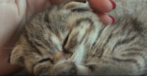 Kittens are so adorable