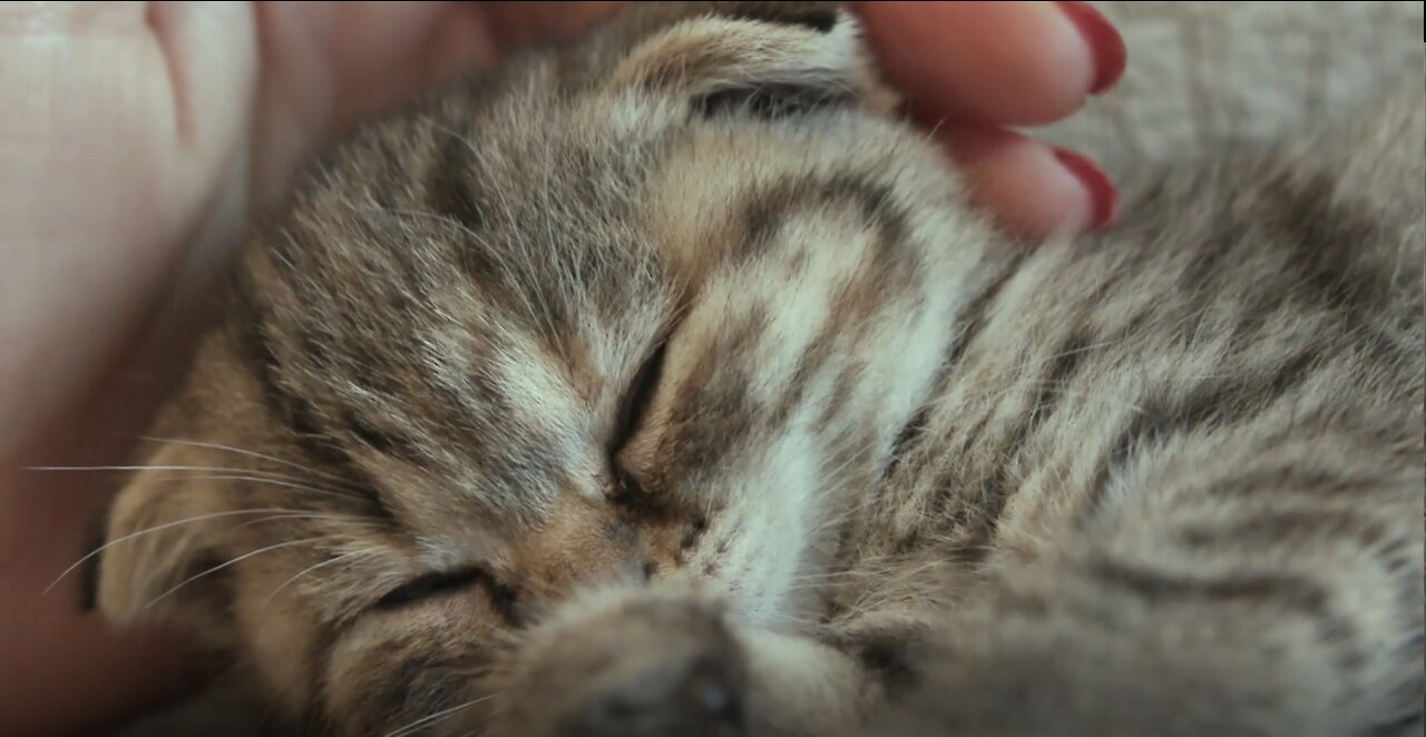 Kittens are so adorable