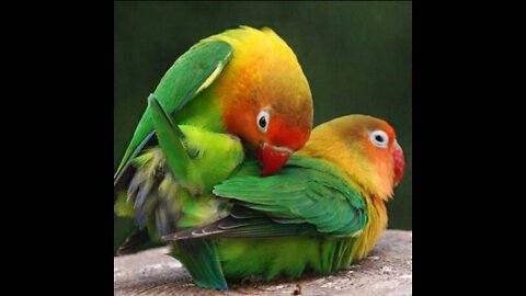 My new lovebirds pair are metting