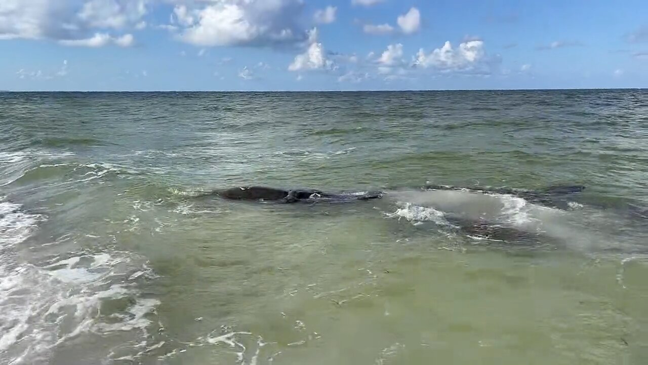 Unbelievable Manatee Encounter Caught On Camera Part 2!