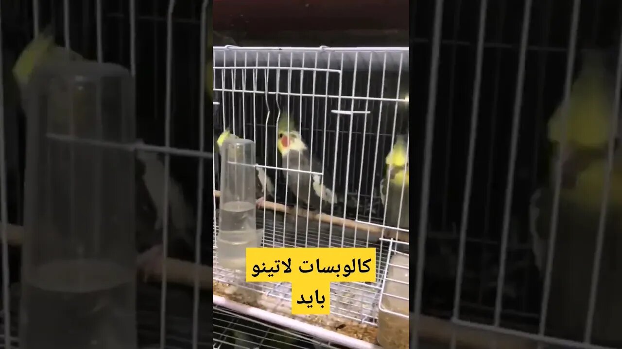 كالوبسات لاتينو بايد